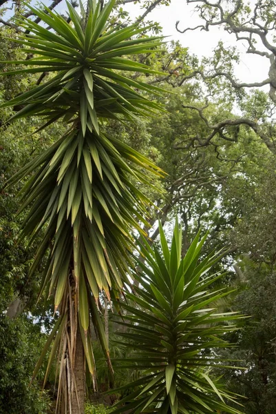 Elongated Yucca Palm Trees Park — Stock Photo, Image