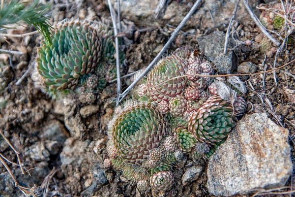 Siberian Cactus Succulent Plant Growing Wild Siberia Mountain Steppe Hills — Stock Photo, Image