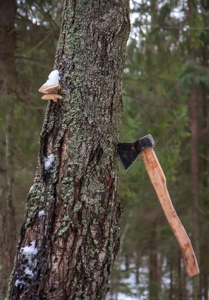 the axe in the tree with a tree mushroom - winter image