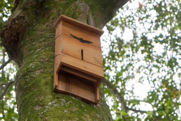 House Bats Tree Overgrown Moss — Stock Photo, Image