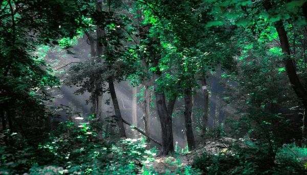 Forêt Verte Magique Les Rayons Soleil Travers Les Feuilles Belle — Photo