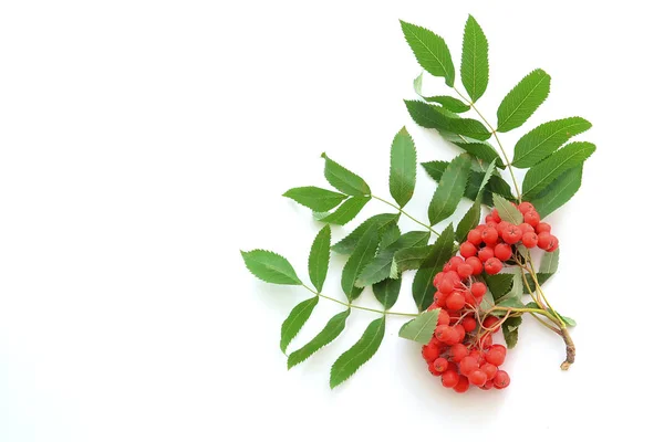 Berries and green leaves of rowan on a white background — Stock Photo, Image