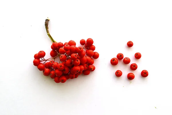 Bunch of red rowan on a white background — Stock Photo, Image