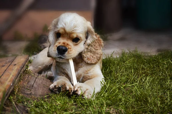 Porträt eines Hundes, der einen Stock auf dem grünen Gras beißt, Cockerspaniel — Stockfoto