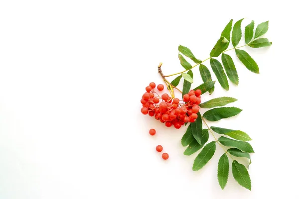 Berries and green leaves of rowan on a white background — Stock Photo, Image