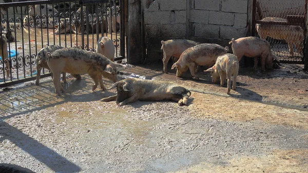 Świń w błocie, świni paw — Zdjęcie stockowe