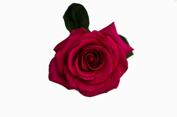 Rosa Rosa Flor isolado no fundo branco foco do centro — Fotografia de Stock