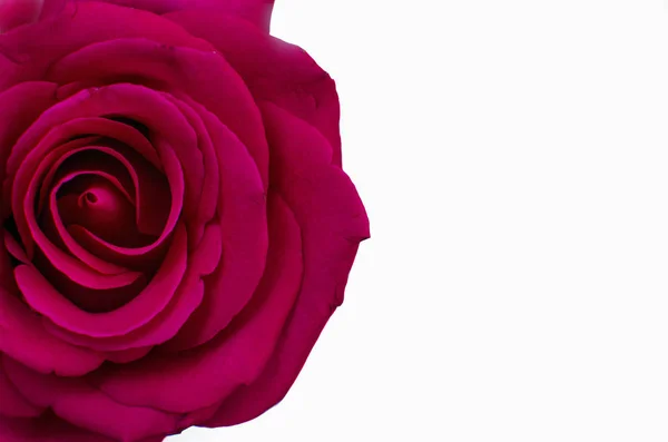 Rosa Rosa Flor isolado no fundo branco foco do centro — Fotografia de Stock