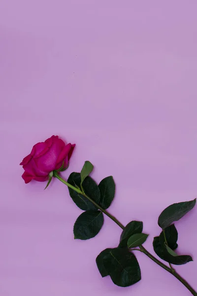 Dia dos Namorados, rosa rosa isolada no fundo rosa com policial — Fotografia de Stock