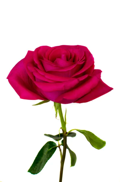 Uma bela rosa vermelha isolada no fundo branco — Fotografia de Stock