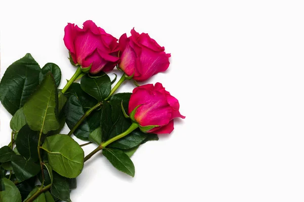 Três rosa bonita rosa isolada no fundo branco com espaço para o seu texto — Fotografia de Stock