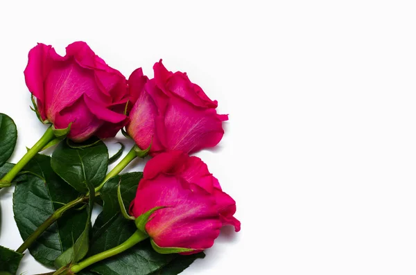 Três rosa bonita rosa isolada no fundo branco com espaço para o seu texto — Fotografia de Stock