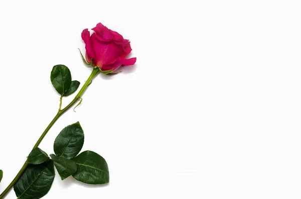 Una hermosa rosa rosa aislada sobre fondo blanco con espacio para su texto — Foto de Stock