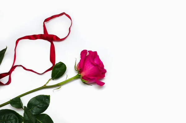 Uma bela rosa rosa com uma fita na forma de oito isolados em fundo branco com espaço para o seu texto — Fotografia de Stock