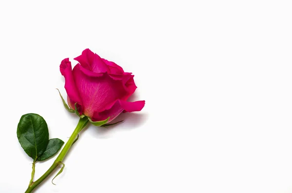 Uma bela rosa isolada no fundo branco com espaço para o seu texto — Fotografia de Stock