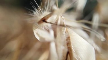 Makro Spica, Güneş üzerinde dal 