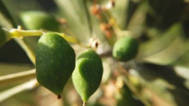 Güneşli günde zeytin ağacı