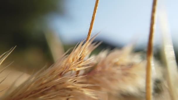 Macro Spica, twig op zon — Stockvideo