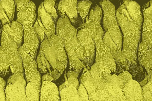 Jackfruits Asya bulunan dokusuna