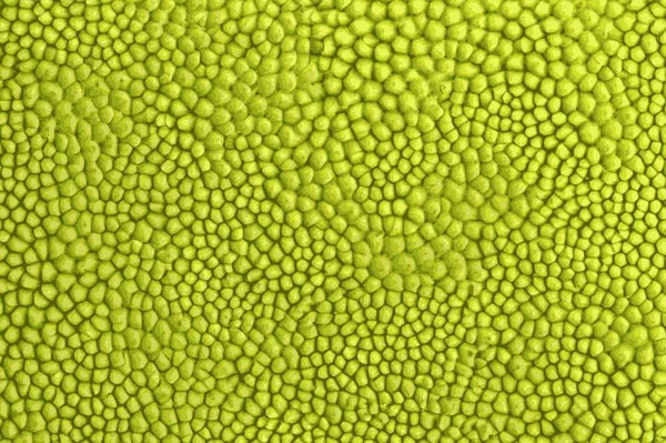 Textura Jackfruit Tropického Ovoce Asii — Stock fotografie