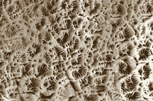 Texture Corail Blanc Vue Macro Rapprochée Dans Océan — Photo