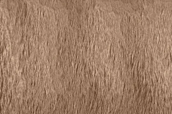 动物棕色毛皮或头发的宏观摄影 — 图库照片