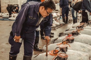 Ton balığı dünyanın en büyük balık pazarı Tsukiji Tokyo Japonya, ton balığı artırmada teftiş bir alıcı dondurulmuş