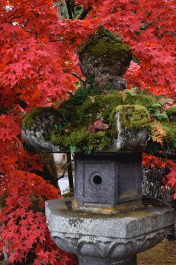 Japon geleneksel taş fener tarafından kırmızı yaprakları sonbaharda Nikko Japonya çevrili yeşil yosun kaplı