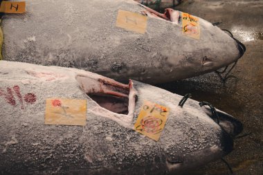 Japonya 'daki Tsukiji Tokyo' daki dünyanın en büyük balık pazarında satılan donmuş ton balığının yakın plan çekimi.