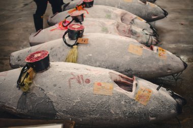 Donmuş tunalar Tokyo 'daki bir ton balığı müzayedesinde incelenmeye hazır.