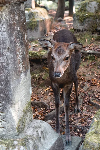 Baby Bambi Cervo Nascosto Tra Lanterne Pietra Nara Giappone — Foto Stock