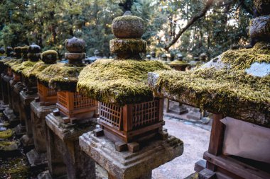 Japonya 'da Nara' da yosunlarla kaplanmış geleneksel Japon ahşap fenerleri.