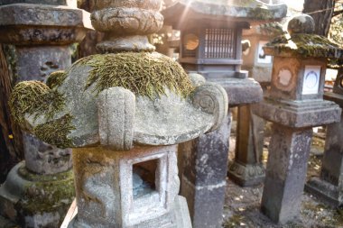 Kyoto Japonya 'sında güneş ışığı yosunların üzerinde parlıyordu.