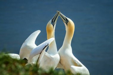 Kuzey Gannet (Morus bassanus), uçurumlar, Helgoland Almanya, kuş kolonisi, güzel gannets çiftleşme kuşlar, tipik çiftleşme davranışı, uçurumlar, uyum, güzel kuş çift kuşlar yuva