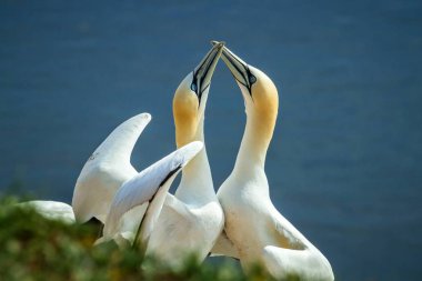 Northern Gannet (Morus bassanus), mating gannets on cliffs, Helgoland in Germany, bird colony, beautiful birds, typical mating behaviour, nesting birds on cliffs, harmony, lovely bird couple clipart