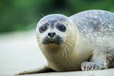 Dune, Almanya, Helgoland, sahilinde yalan mühür seal geçen ışık gün, plaj, sahilde, Genç fok günbatımı yavru, şirin bebek hayvan sahilde kilitleyin.