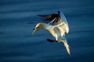 Kuzey Gannet (Morus bassanus), uçurumlar, kuş uçuş ile deniz bir arka plan olarak üzerinde Kuzey gannet uçuş, Helgoland, kuş Colony, iç içe geçmiş güzel kuşlar, kuşlar