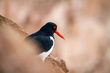 Avrasya poyraz kuşugiller (Haematopus ostralegus) Dune beach üzerinde / Helgoland - Almanya, kırmızı gaga, vahşi doğa Kuzey Denizi. Orta ölçekli bir kuş. Kuş sahilde.