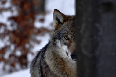 kış, karlı manzara içinde kurt, kurt, güzel kış manzarası, ormanda kurt, kış manzarası ile büyük yırtıcı hayvan ile çekici kış sahne güzel kurt (canis lupus)