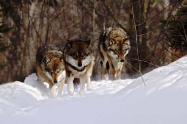 kurt (canis lupus), kışın sürüsü wolfs karda, çekici kış sahne güzel kış manzarası ile kurtlar kurtlar ile çalışan  