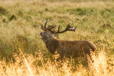 Danimarka, çiftleşme, görkemli güçlü yetişkin kızıl geyik geyik sonbahar orman dışındaki çiftleşme sırasında büyük boynuzları ile erkek Kızıl geyik (Cervus elaphus). Büyük hayvan doğa orman Habitat
