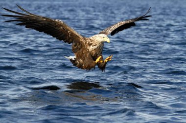 Ak kuyruklu kartal deniz, Norveç, Haliaeetus albicilla, su yüzeyi, yaban hayatı sahne balık yakalamak için amaçlayan büyük pençeleri olan görkemli deniz kartal dan balık avlama uçuş