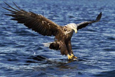 Ak kuyruklu kartal deniz, Norveç, Haliaeetus albicilla, su yüzeyi, yaban hayatı sahne balık yakalamak için amaçlayan büyük pençeleri olan görkemli deniz kartal dan balık avlama uçuş