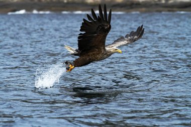 Ak kuyruklu kartal uçuş, sadece su, Norveç, Haliaeetus albicilla, bir deniz, görkemli deniz kartal, yaban hayatı sahne üzerinde balık sinekler ile kartal dan koparıp bir balık ile kartal