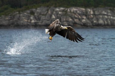 Ak kuyruklu kartal uçuş, sadece su, Norveç, Haliaeetus albicilla, bir deniz, görkemli deniz kartal, yaban hayatı sahne üzerinde balık sinekler ile kartal dan koparıp bir balık ile kartal