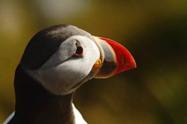 Atlantik martı Runde Adası Norveç'te oturan cliff, şirin kuş, güzel, güzel, görülen kırmızı gaga, yeşil renkli, büyük martı iç içe geçmiş koloni, yakın çekim kuş portre