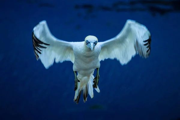 Głuptak Morus Bassanus Głuptak Lot Helgoland Ptak Kolonii Piękne Ptaki — Zdjęcie stockowe