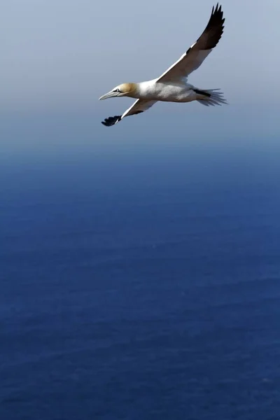 Noordelijke Gannet Morus Bassanus Noordelijke Genten Vlucht Helgoland Vogel Kolonie — Stockfoto