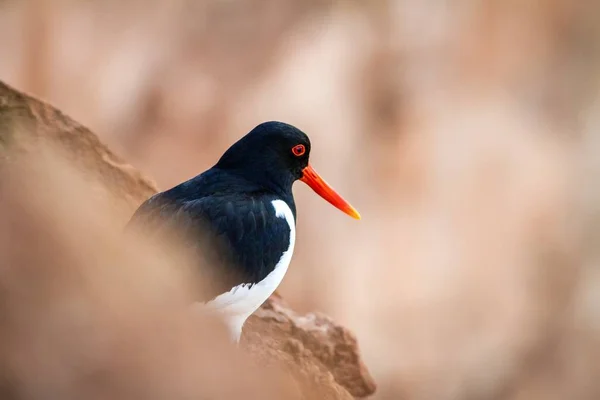 Huîtrier Eurasie Haematopus Ostralegus Sur Plage Dune Helgoland Allemagne Bec — Photo