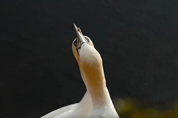 Havssula Morus Bassanus Parning Havssulor Klippor Helgoland Tyskland Fågel Koloni — Stockfoto